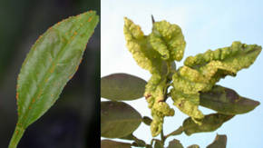 pestes de plantas con frutas
