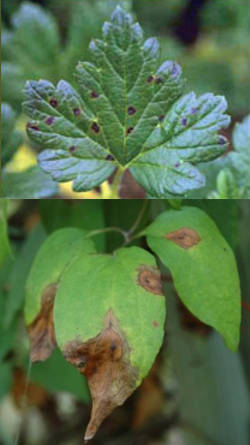 afecciones en planta aromatizadas