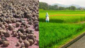 fertilizante rico en nitrogeno