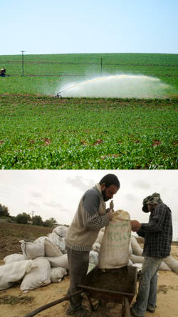 fertilizantes quimicos en la agricultura