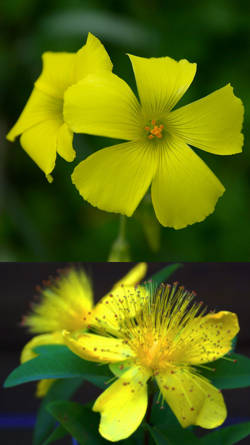 flores amarillas