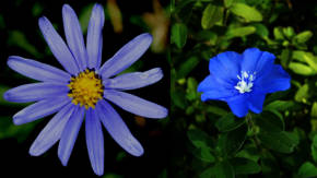 flores azules