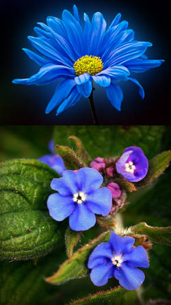 Flores azules: naturales y modificadas geneticamente