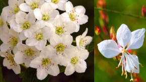 flores blancas