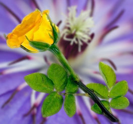 flores-de-colores-rosas