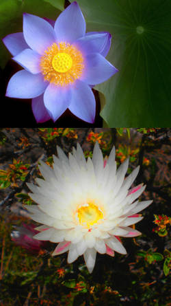 flores de loto