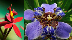 Flores exoticas: en diferentes formas y colores