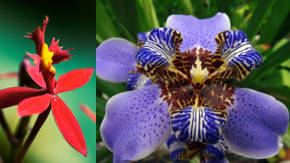 Flores exoticas: en diferentes formas y colores Flores exoticas: en diferentes formas y colores