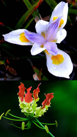 flores exoticas