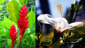 flores hawaianas
