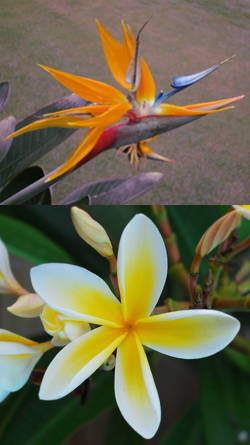 Flores hawaianas: siembra y cultivo
