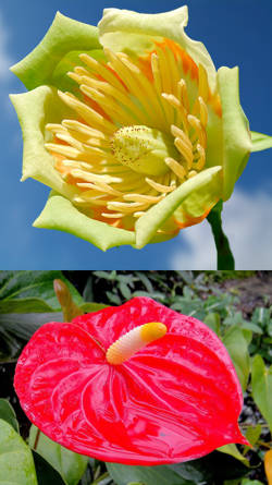 Flores hermafroditas: reproduccion y fecundacion