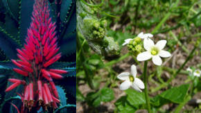 flores medicinales