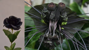 Flores negras: como cultivarlas Flores negras: como cultivarlas