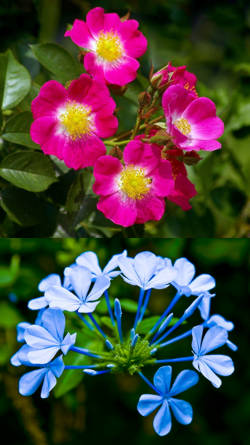 flores de ornamentacion