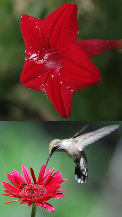 capullos rojos