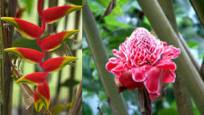 capullos tropicales