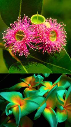 flores tropicales