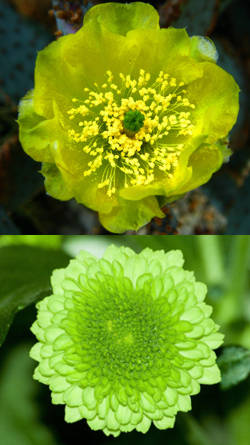 Flores verdes: de diferentes especies