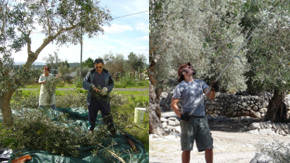 fotografias sobre la poda del olivo