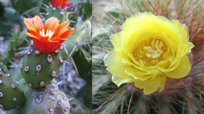 fotos de flores de cactus