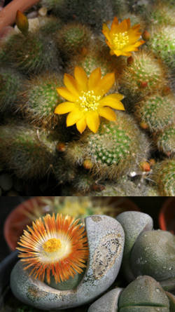 imagenes de capullos de cactus