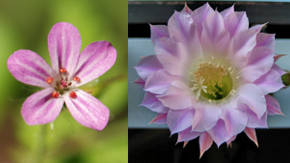 fotos de flores rosas