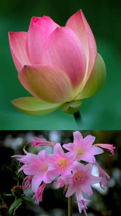 fotografias de capullos rosas