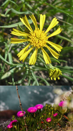 imagenes de plantas con capullos