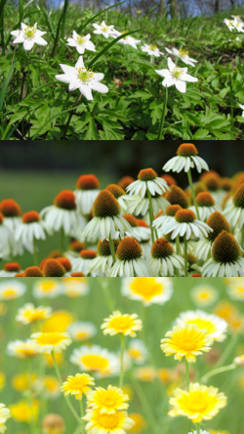 fotografias de plantas rusticas