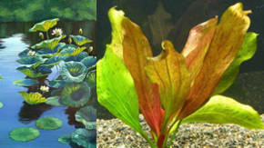 fotosintesis en las plantas acuaticas