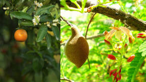 frutas y flores