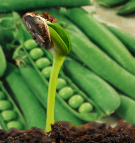 germinacion-de-hortalizas