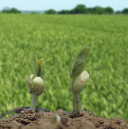 germinacion-epigea-cultivos