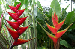 germinacion-heliconia-especies