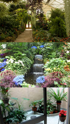 hacer un jardin con plantas de interior