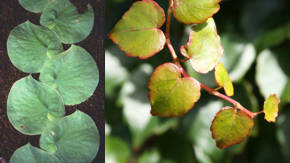 hojas de plantas trepadoras