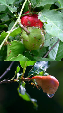 hormiguelas de plantas con frutas