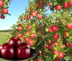 injerto-arboles-frutales-manzana