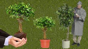 jardineria con ficus