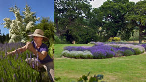 jardineria en lavanda