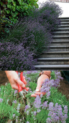 jardineria en espliego