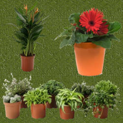 tiestos con plantas