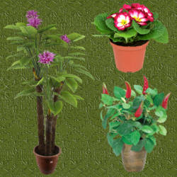 macetas con plantas