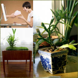 jardineras para interiores en venta en linea