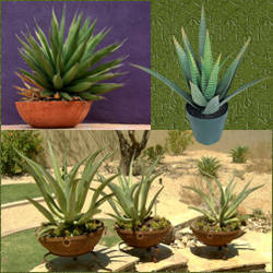 jardineras para agave