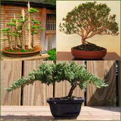 macetas para bonsai