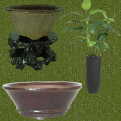 macetas para bonsai platanero
