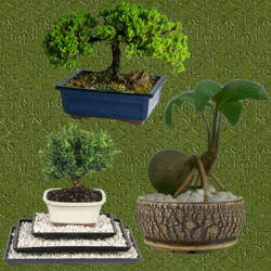 tiestos para bonsai