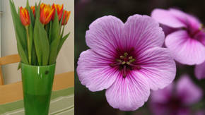 denominaciones de flores